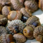DE Annual Acorn Collection Day October 1st