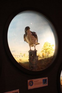 museum stuffed hawk