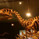 Delaware Museum of Natural History