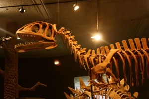 Dino Gallery at DE Museum of Natural History