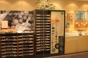Egg display case at Delaware Museum Natural History