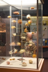 display of shells at Delaware Museum Natural History