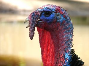 turkey profile