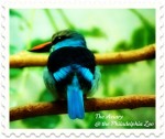 Recycle old CDs and help birds