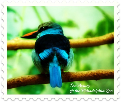 kingfisher-philadelphia-zoo