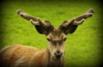 Sportsmen Against Hunger: Donate Your Deer to Food Pantries