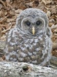 Attention Bird Lovers and Citizen Scientists: Delaware Breeding Bird Atlas